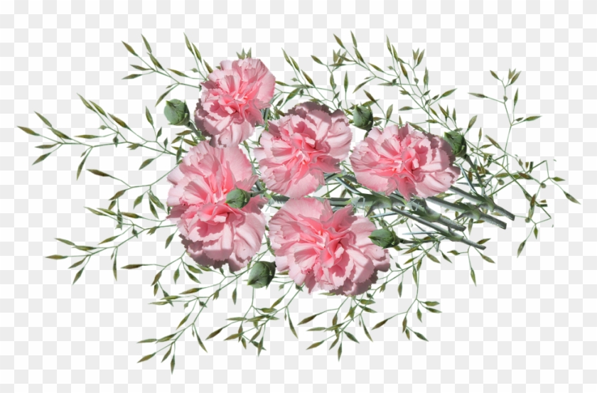 Carnations, Flowers, Nature, Garden, Plants - Onkruid Png Clipart #386240