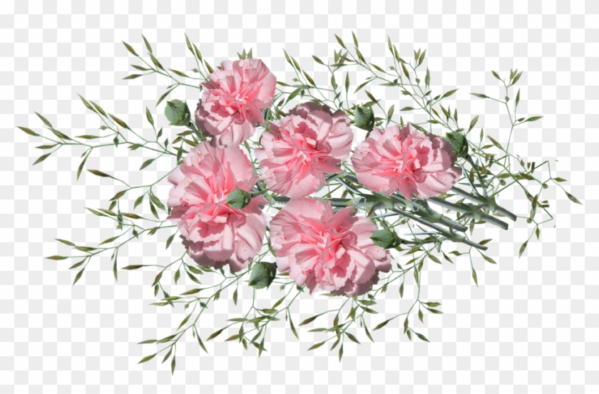 Carnations, Flowers, Nature, Garden, Plants - Onkruid Png Clipart
