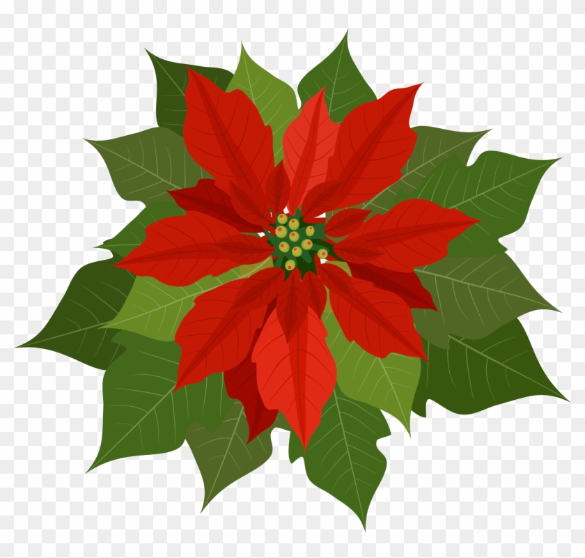 Christmas Poinsettia Png Clipart - Poinsettia Clip Art Free Transparent Png #387466