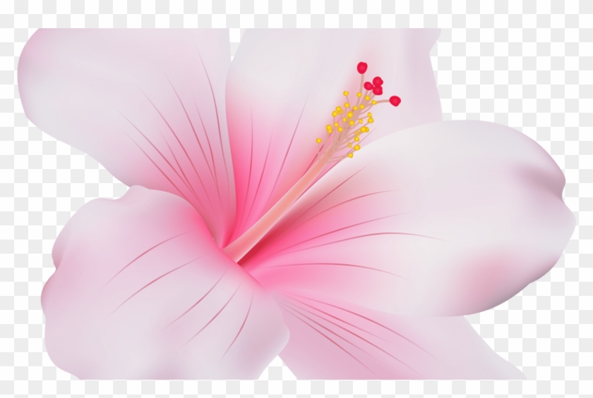 Emoji Png Hibiscus Flower Transparent Pictures Wwwpicturesbosscom - Pink Hibiscus Flower Png Clipart
