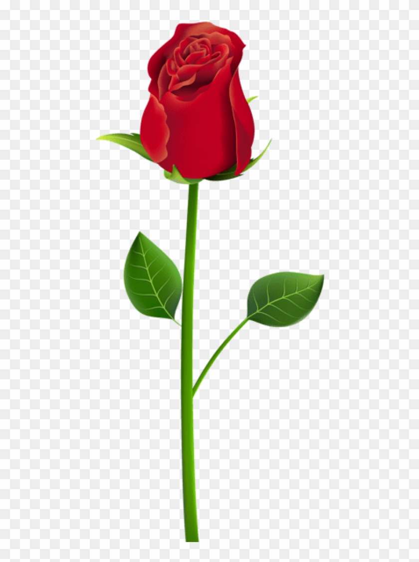 Free Png Download Rose Png Png Images Background Png - Rose Png For Picsart Clipart