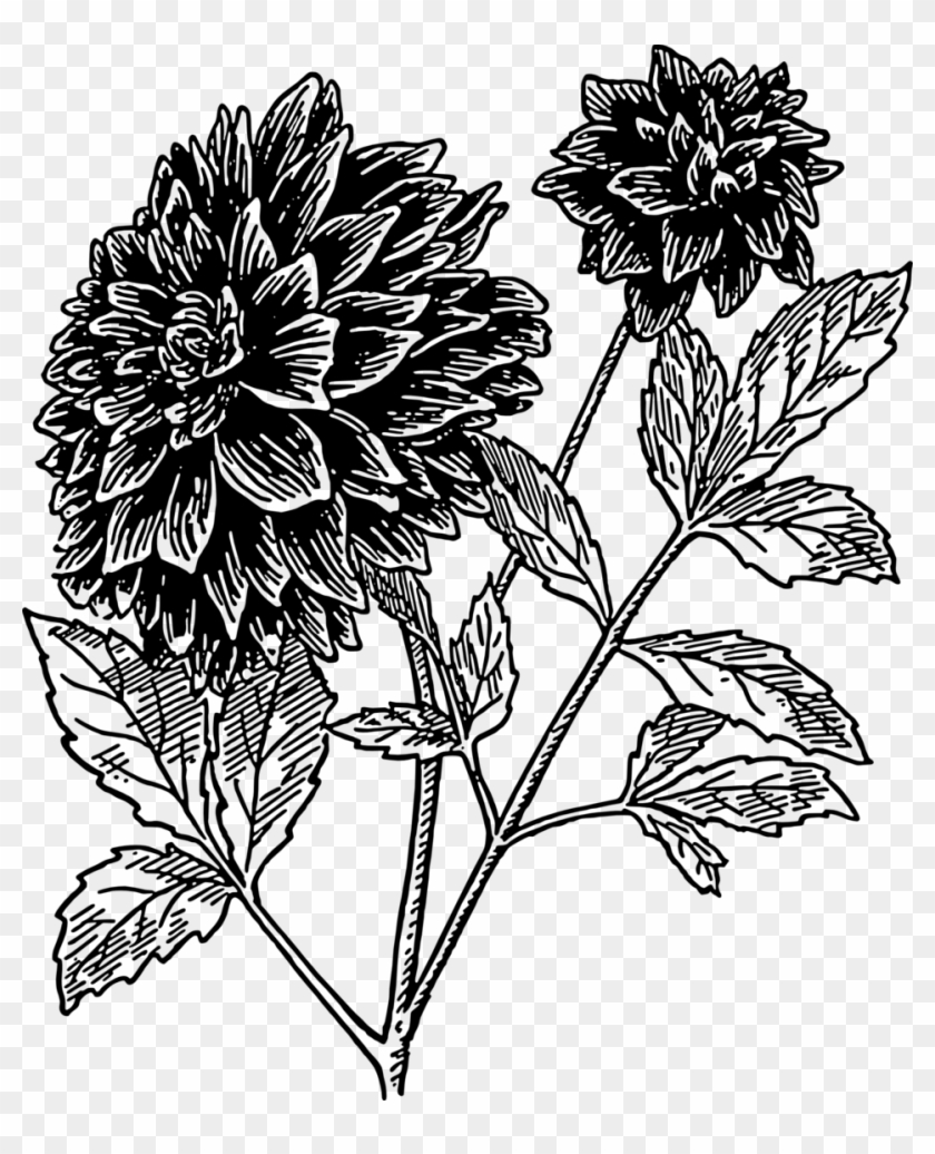 Dahlia Flower Drawing Line Art Bud - Dahlia Clipart Black And White - Png Download #388709