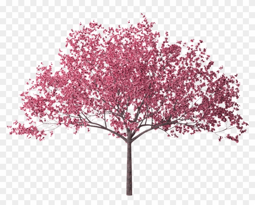 Photo Cherry Blossom Tree 28 Hd Wallpaper Zpsck2lgwr2 - Cherry Blossom Tree Png Clipart