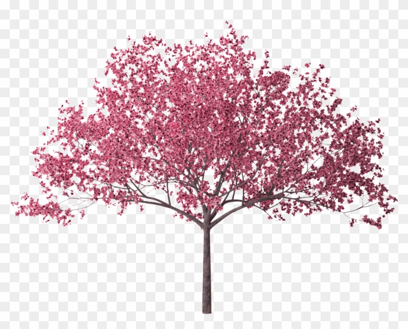 Photo Cherry Blossom Tree 28 Hd Wallpaper Zpsck2lgwr2 - Cherry Blossom Tree Png Clipart #389530