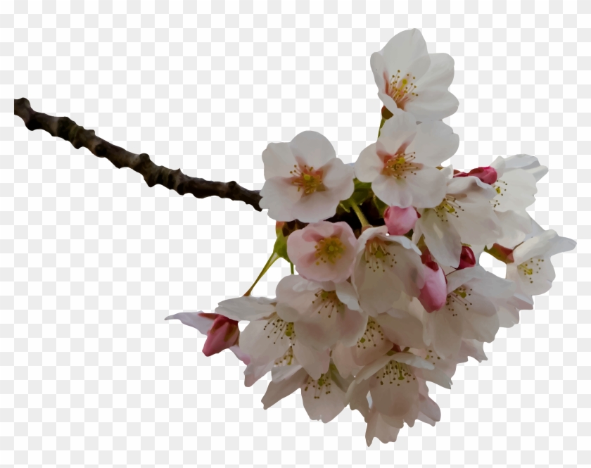 This Free Icons Png Design Of Cherry Blossom Clipart #389638