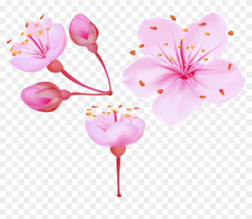 Free Png Download Spring Cherry Blossoms Png Images - Cherry Blossom Flower Png Clipart #389675