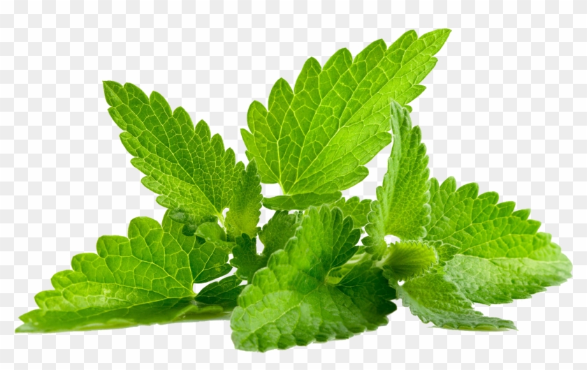 Mint Png Images - Menthe Png Clipart #389898