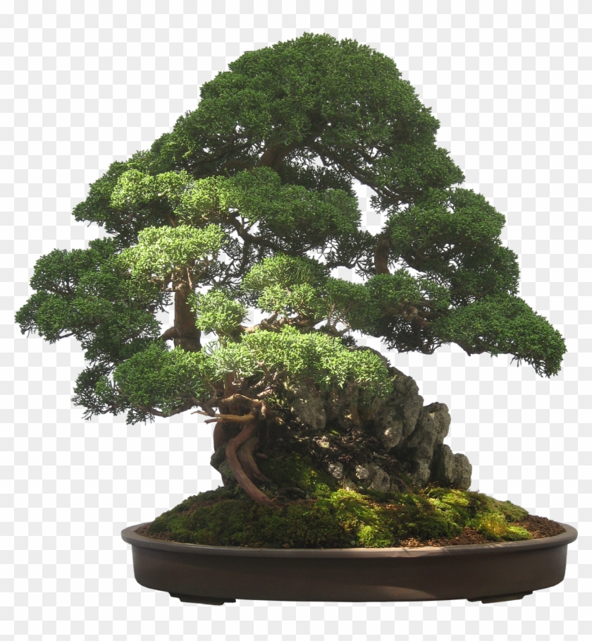 Bonsai,tree,plant,potted Plant,small,tiny,free Pictures, - Bonsai Tree Transparent Background Clipart #389973