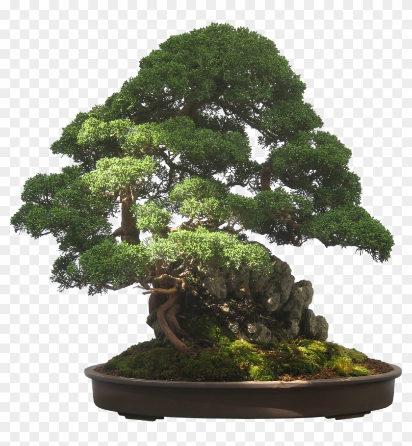 Bonsai,tree,plant,potted Plant,small,tiny,free Pictures, - Bonsai Tree Transparent Background Clipart