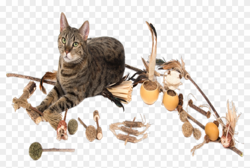 Many Manufacturers Also Make Chewing Sticks Which Are - Domestic Short-haired Cat Clipart #3803770