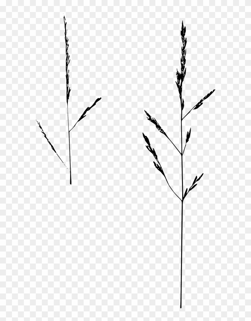 Game Grass Isolated Nature - Twig Clipart #3805165