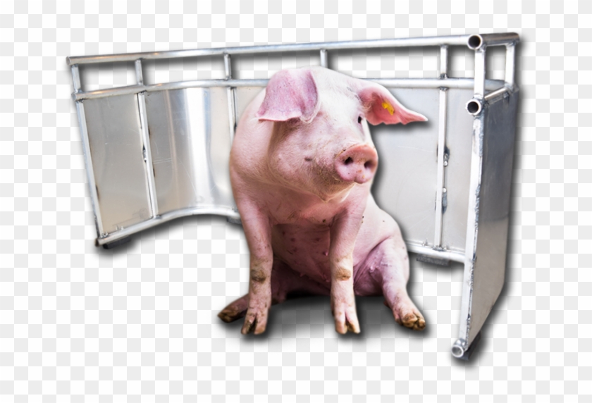 Pig Quarantine Clipart