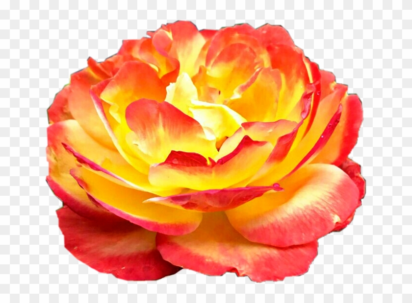 #sunburst #rose #flower #yellow #red #orange #beautiful - Garden Roses Clipart #3807605