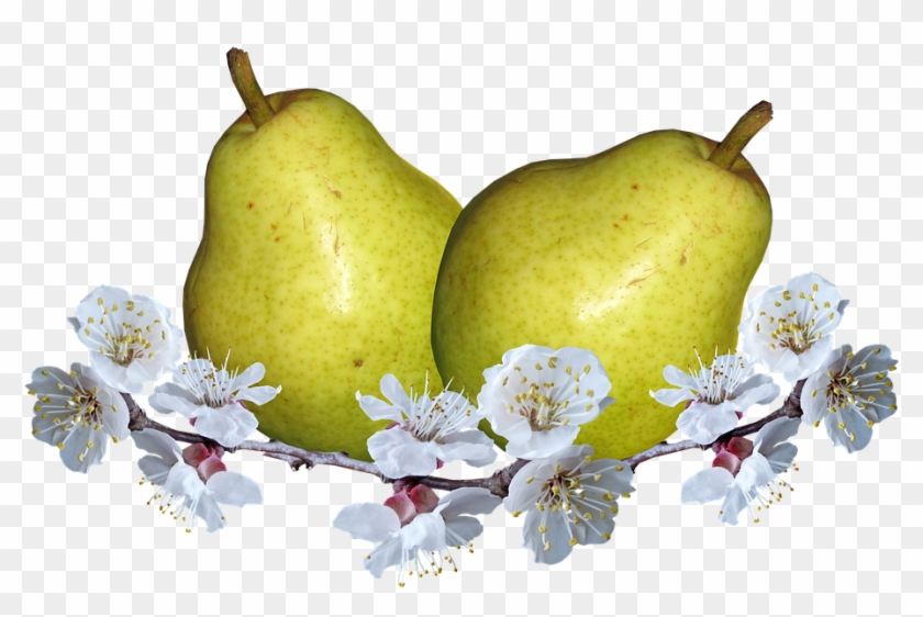 Frutas, Peras, Flor De Pera, La Nutrición - Hruška Png Clipart