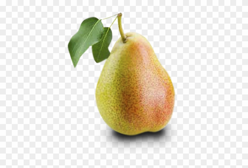 Pera - Asian Pear Clipart #3810297