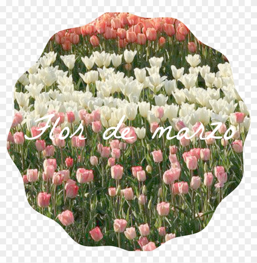 Flor De Marzo - Tulip Field Clipart