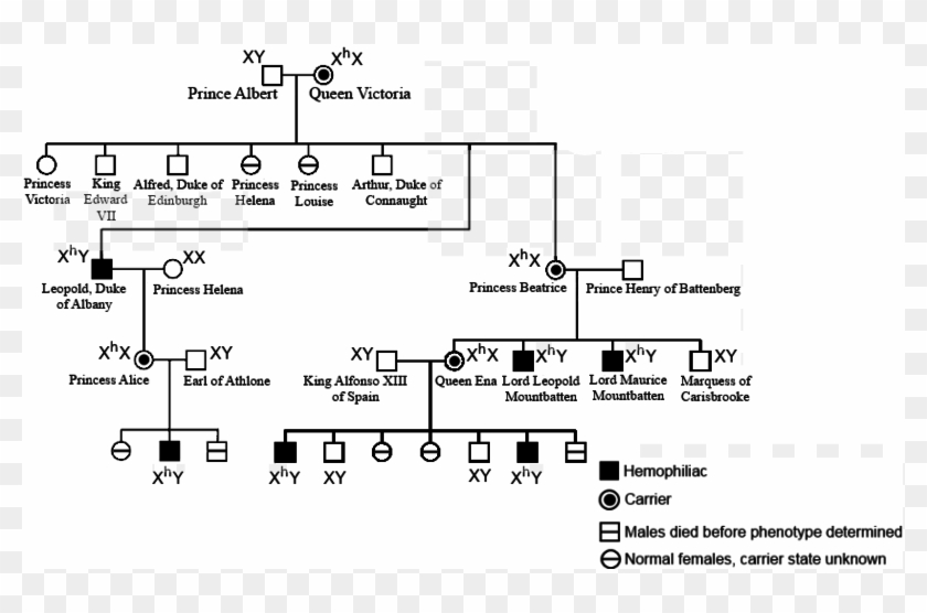Victoria Pedigree Carriers - Victoria And Albert Hemophilia Pedigree Clipart