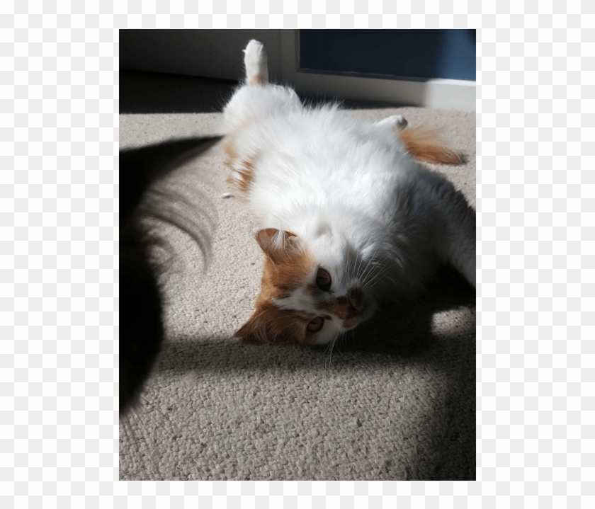 Photo Of Jack Nicholson - Domestic Long-haired Cat Clipart #3812178