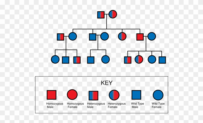 Genetic Pedigree Chart Clipart