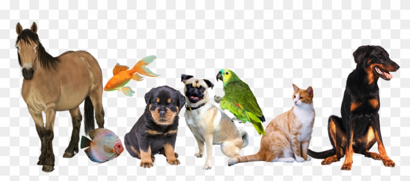 Perro De Presa Mallorquin Clipart #3813314