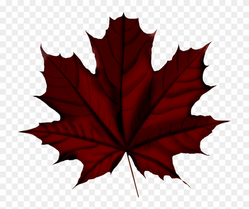Faℓℓ ‿✿⁀○ Vintage Flowers, Filofax, Autumn Leaves - Norway Maple Tree Leaf Clipart