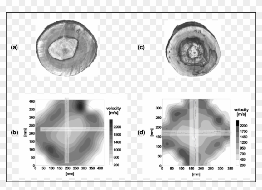 Section Of Tree A At 100 Cm - Computed Tomography Clipart