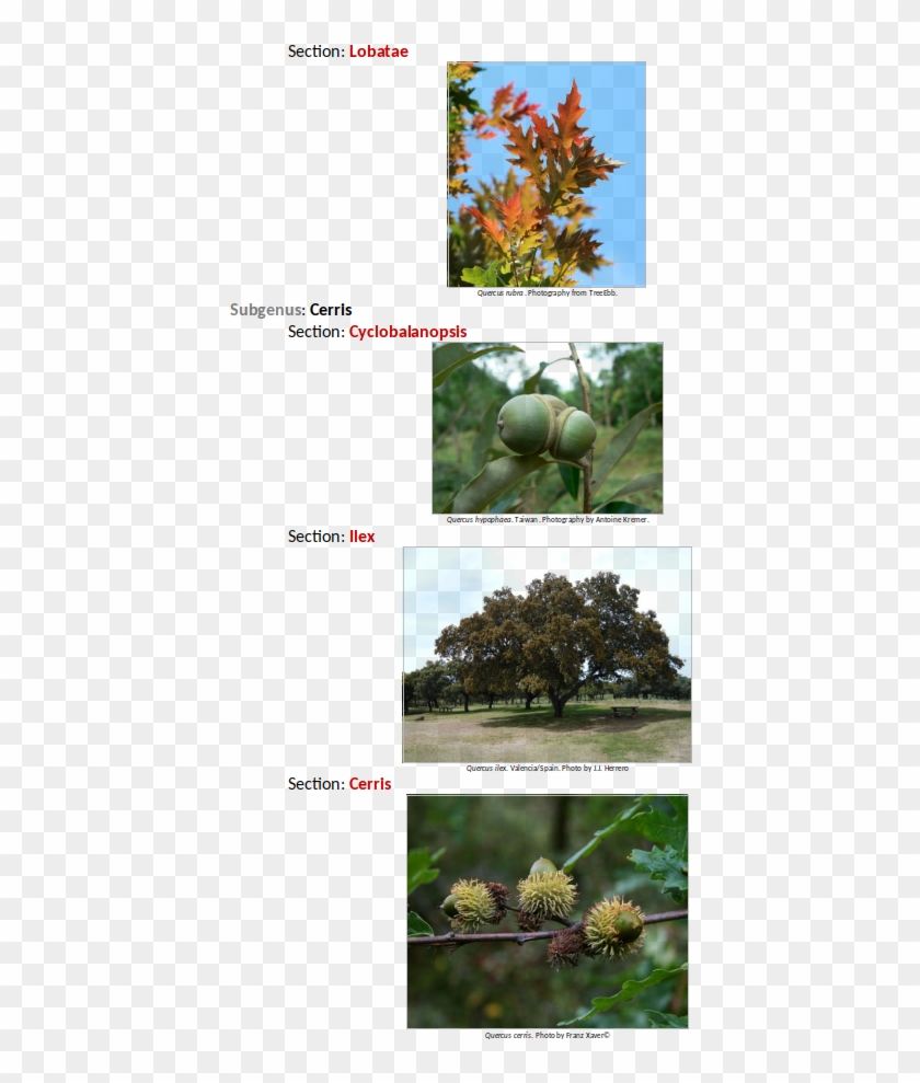 Comparison Of The Newest Classification Proposed By - Durian Clipart #3815121