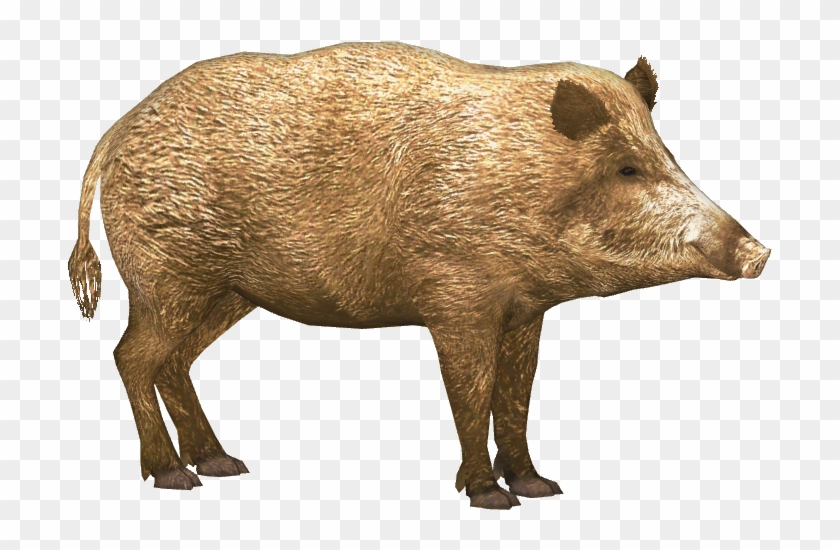 Boar Png Clipart #3817777