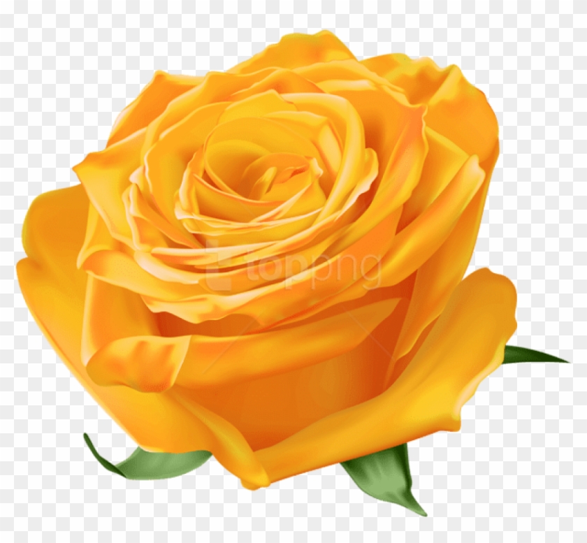 Free Png Download Orange Rose Png Images Background - Natural Blue Rose Png Clipart #3818452