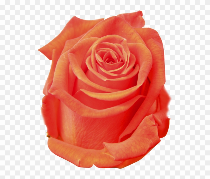 Santana - Floribunda Clipart