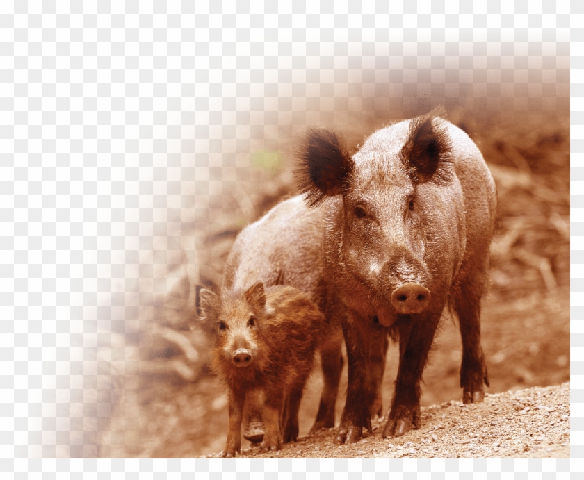 Wild Boars Thrive In Palm Tree Plantations, But A Recent - Domestic Pig Clipart