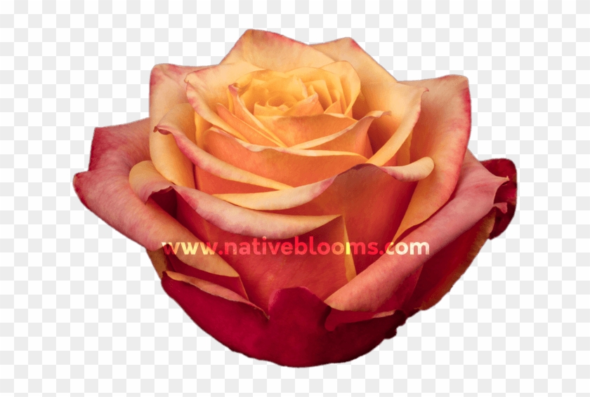 Cherry Brandy Roses - Garden Roses Clipart #3818935