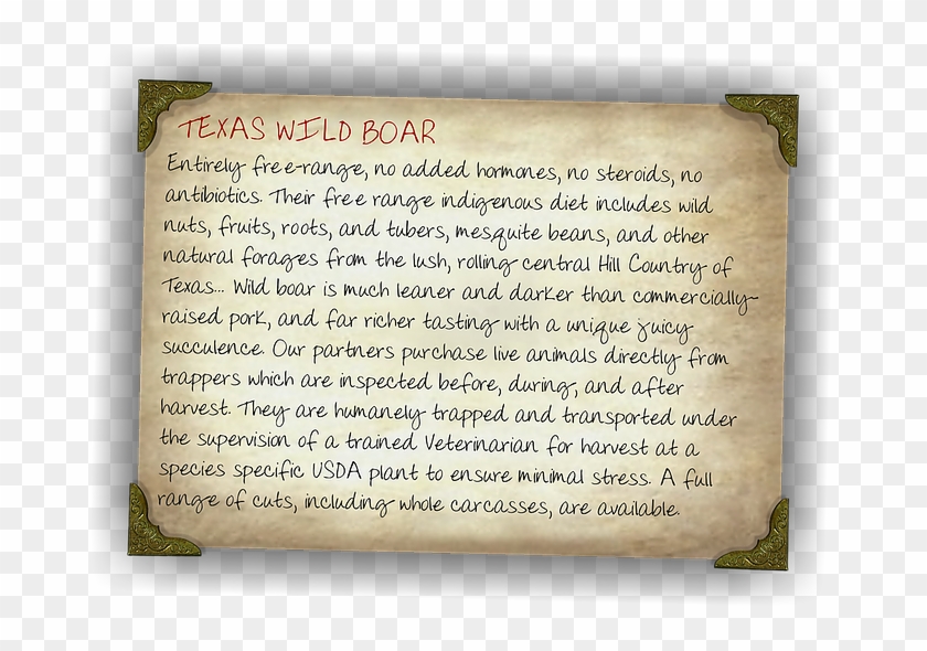In The 1930s, Eurasian Wild Boars Were Brought To Texas - Handwriting Clipart #3819650