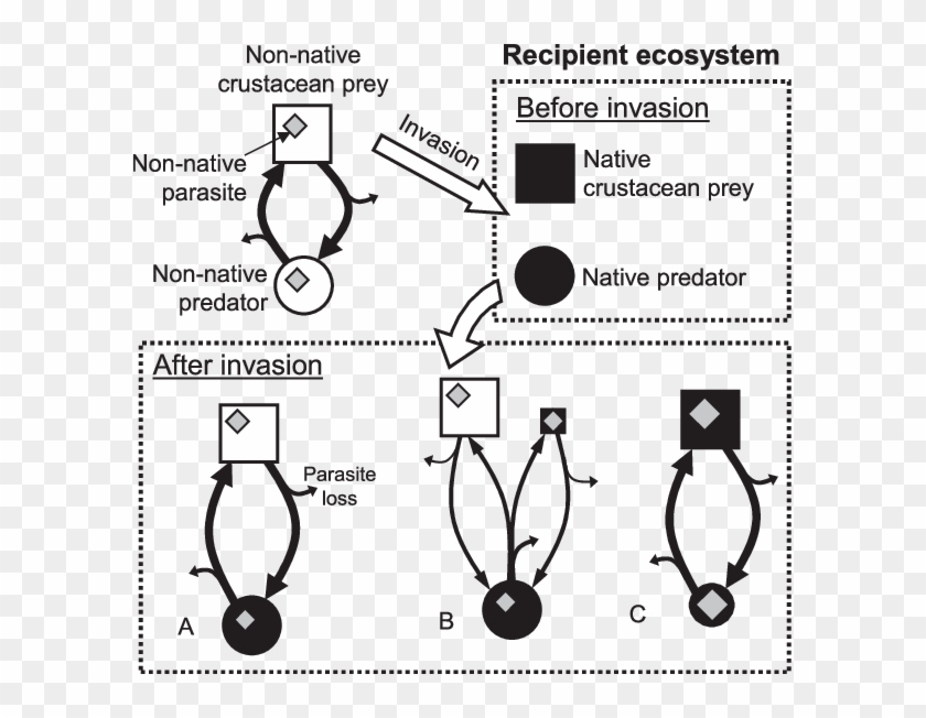 Introduced Parasites E Native/introduced Hosts - Circle Clipart