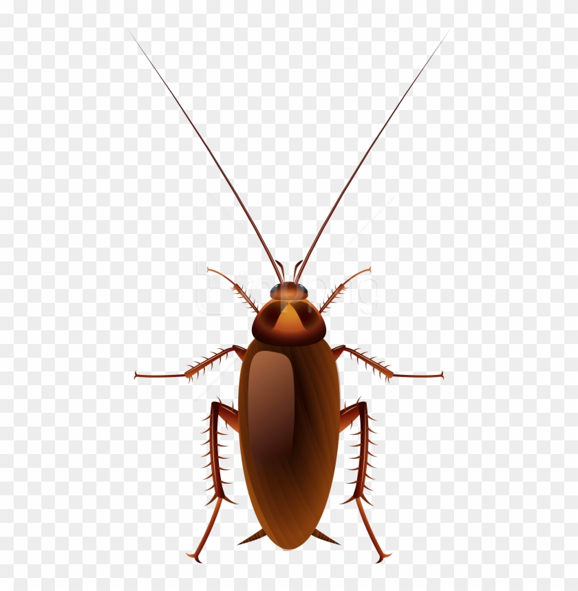 Free Png Download Cockroach Clipart Png Photo Png Images - Transparent Cockroach Clipart #3821177