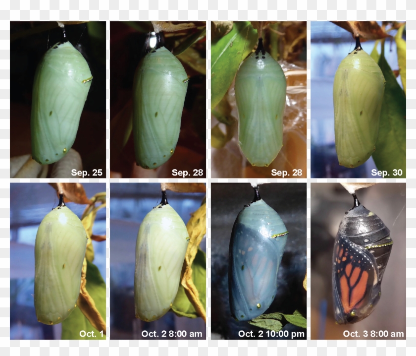The Chrysalis Formed On September 22nd - Pupa Clipart #3821628