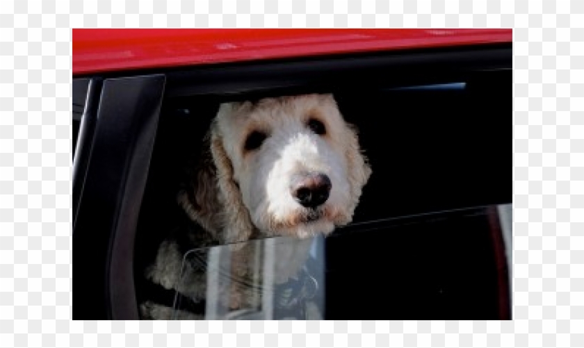 Goldendoodle Clipart #3823581