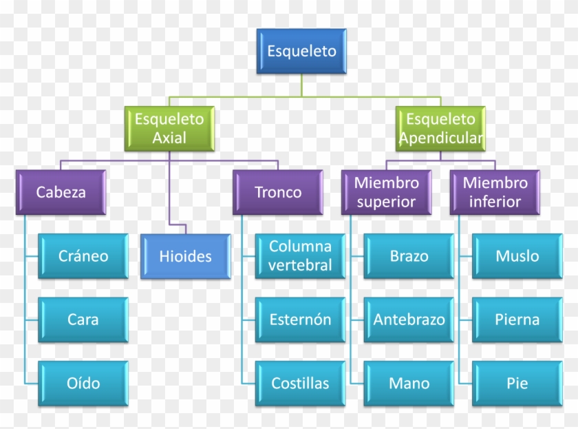 El Esqueleto Axial Se Une Al Apendicular Mediante Dos - Powerpoint Smartart Hierarchy Clipart #3828715