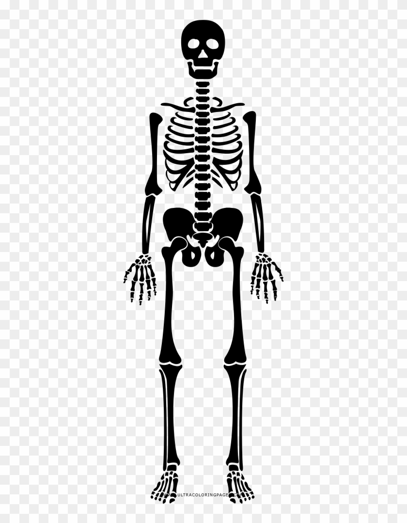 Esqueleto Png - Skeleton Clipart