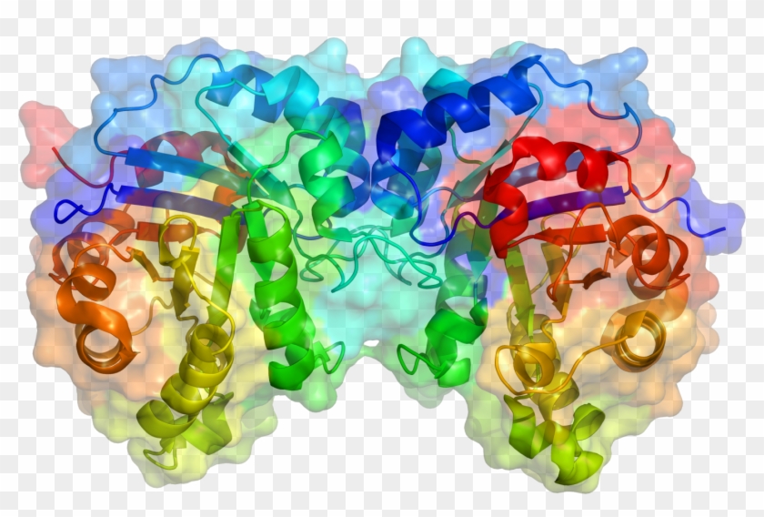 Tpi1 Structure - Enzima Bioquimica Clipart #3828926