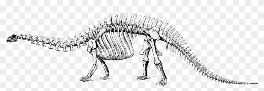 Esqueleto De Dinosaurio - Black And White Dinosaur Fossils Clipart