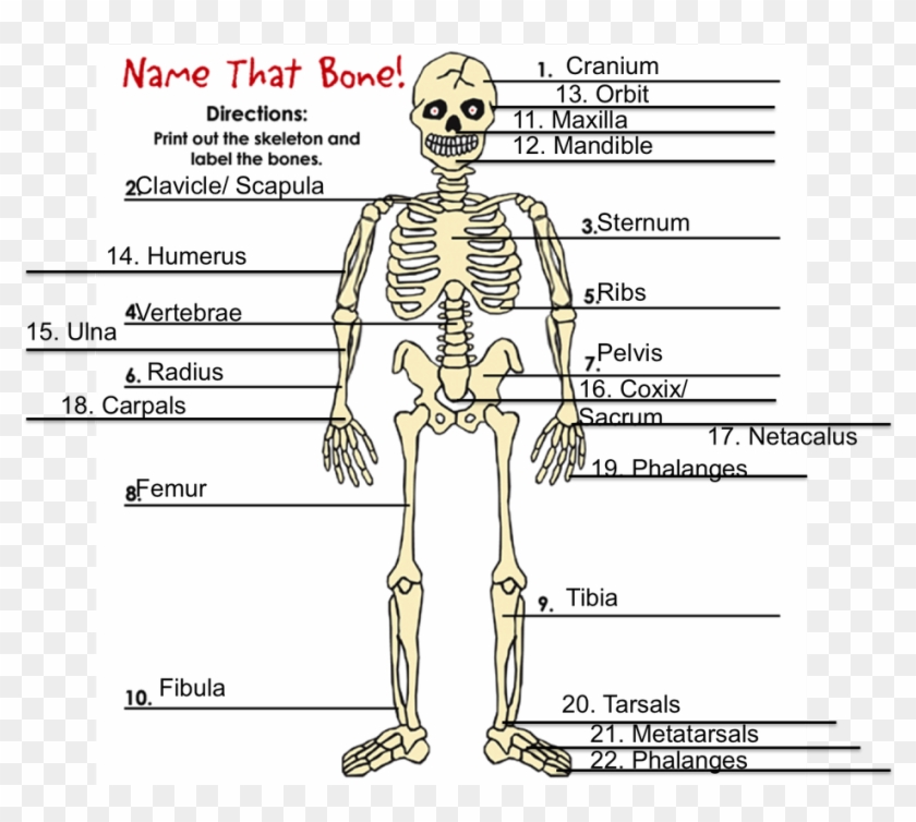 Dibujo Del Esqueleto Hidrostático , Png Download - Bones Fuse As You Grow Clipart #3829243