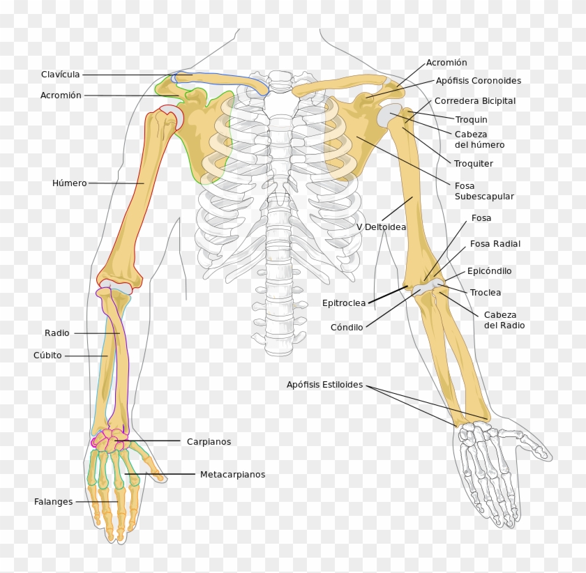 Huesos Del Miembro Superior - Bones In The Arm Clipart #3829509