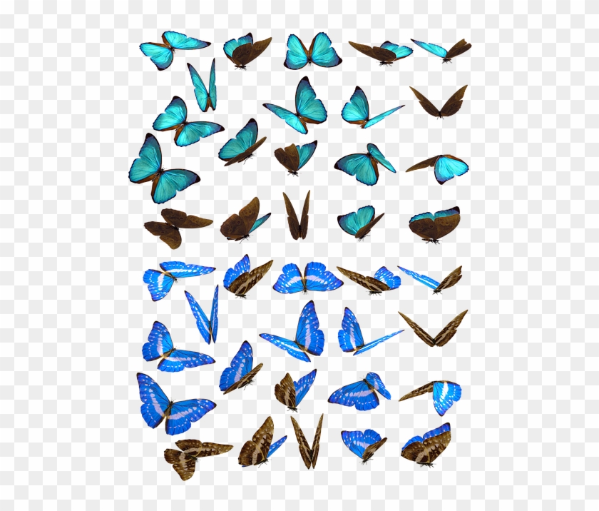 Free Photo Butterflies Swarm Butterfly Iridescent Blue - Borboletas Enxame Clipart #3829618