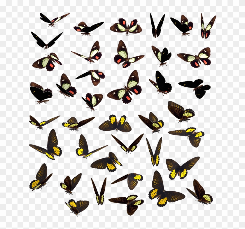 Butterfly Butterflies Swarm Insect Bug Spotted - Mariposas Enjambre Clipart #3830489