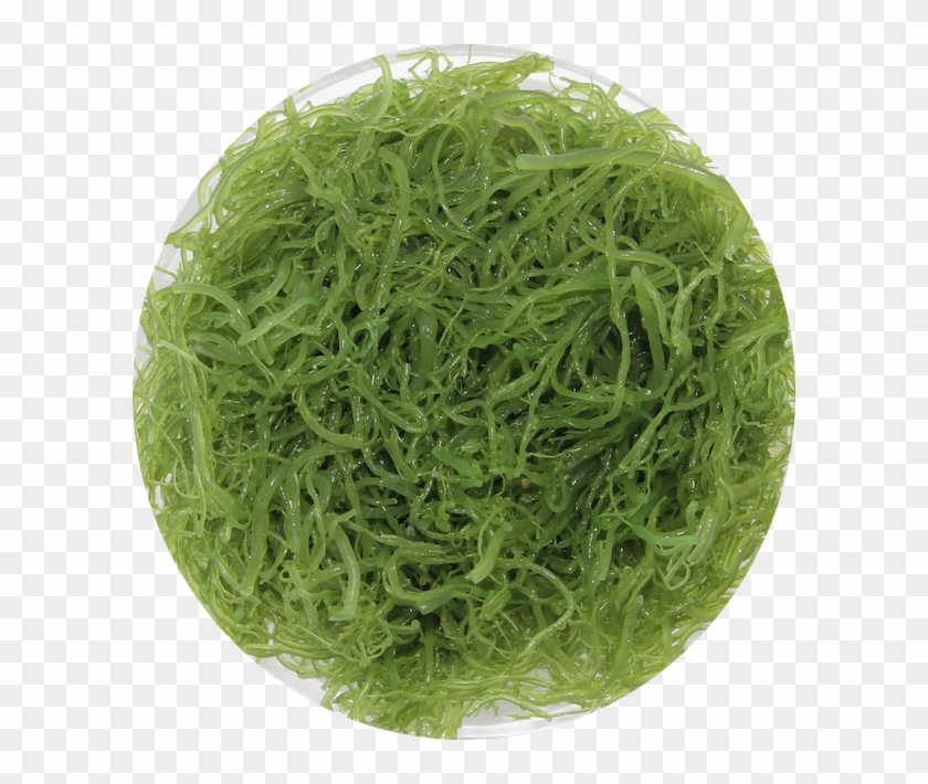 Artificial Turf Clipart