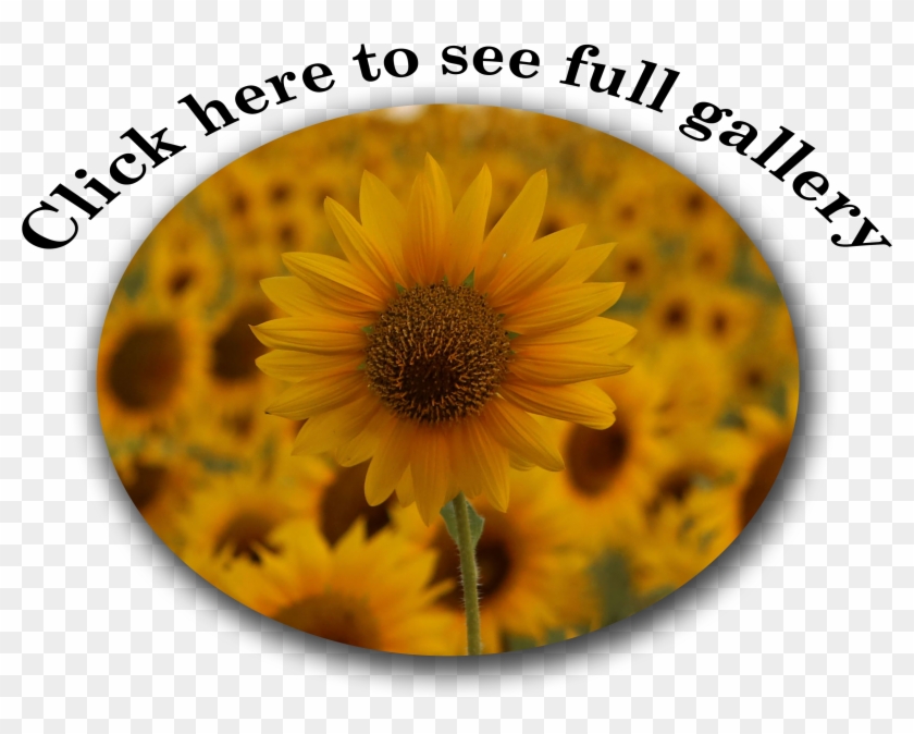 Atlantic Puffins - Sunflower Clipart