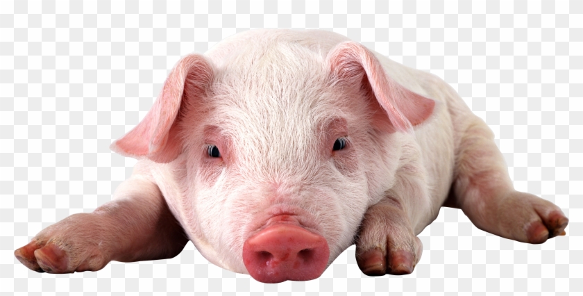 Download - Transparent Png Pig Clipart #3831609