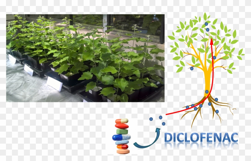 Poplar Trees To Eliminate Pharmaceutical Pollution - Aquatic Plant Clipart