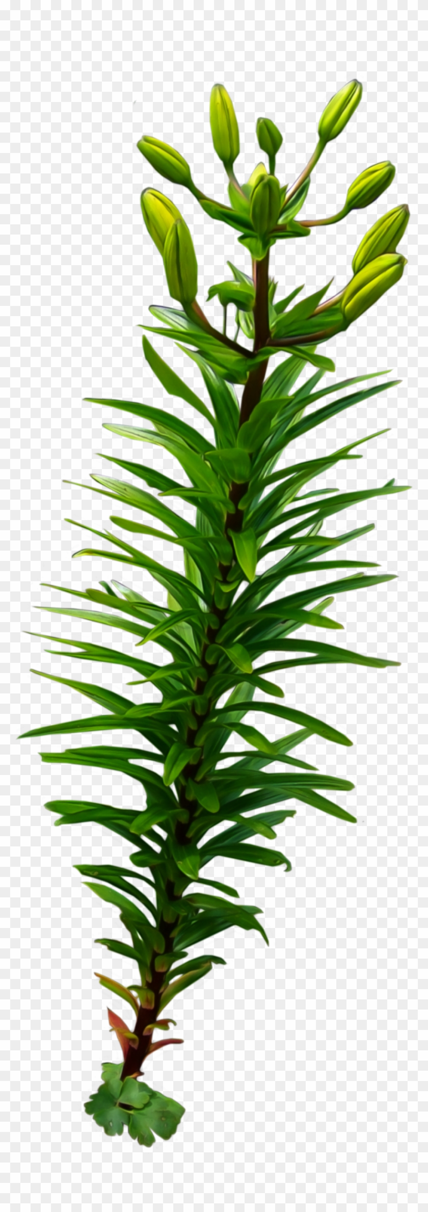 Clip Art - Png Download #3832483